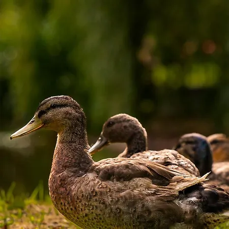 Maison d'hôtes Le Domaine De Ferrat