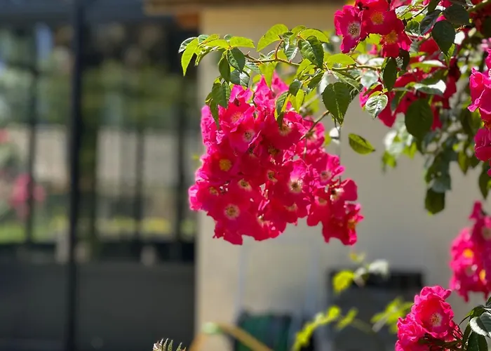 Le Domaine De Ferrat Gasthof Mirambeau (Charente-Maritime)