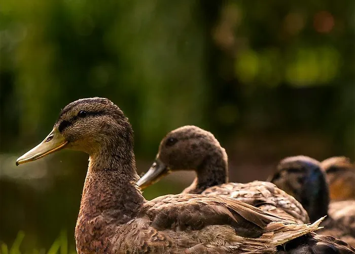 Gasthof Le Domaine De Ferrat